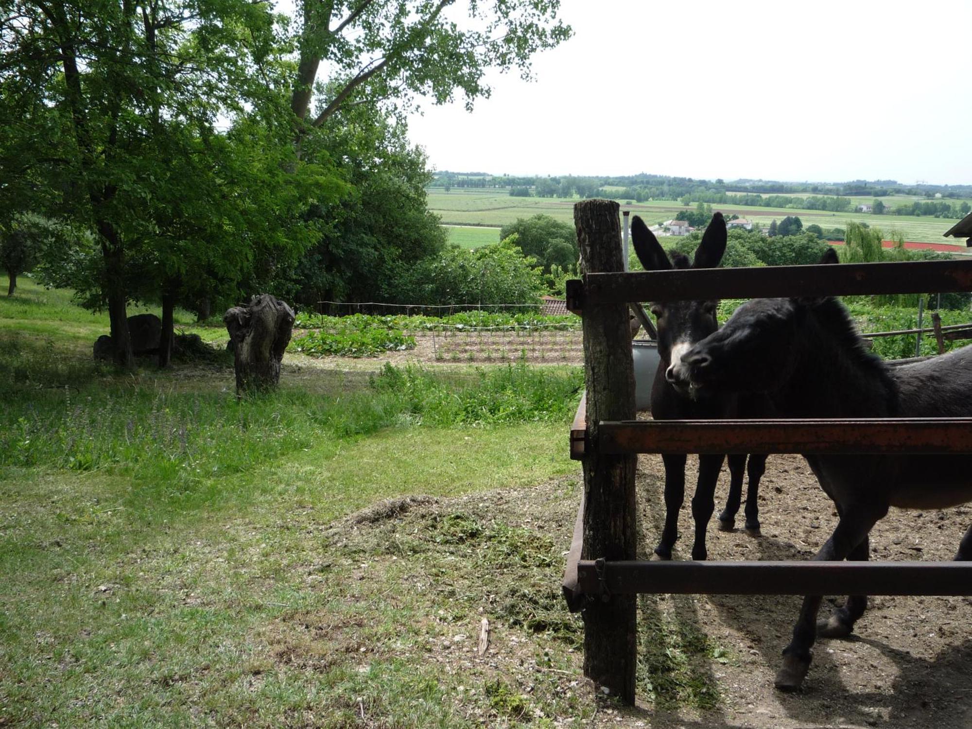 Agriturismo Lupo Bianco Monzambano Εξωτερικό φωτογραφία