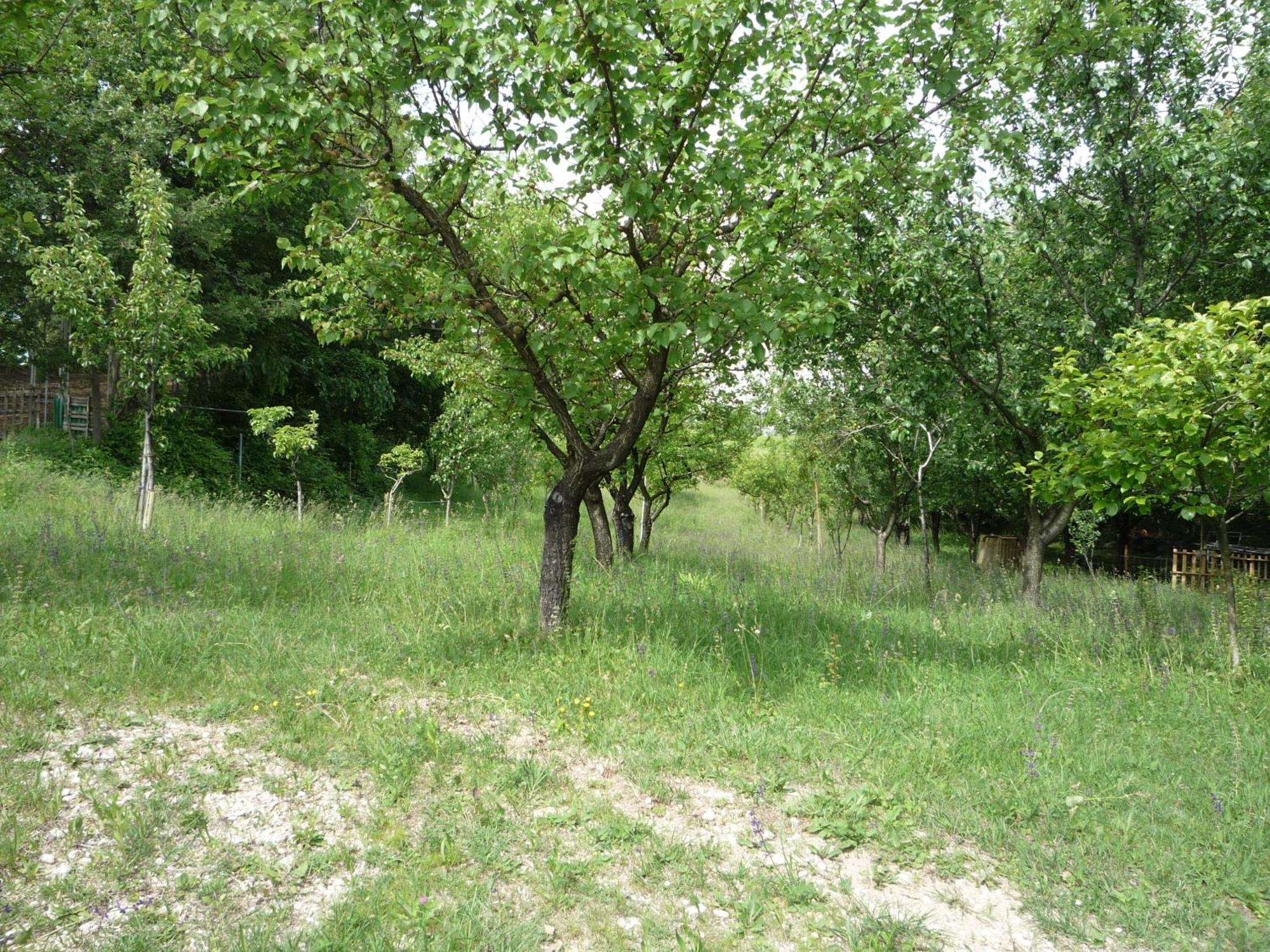 Agriturismo Lupo Bianco Monzambano Εξωτερικό φωτογραφία