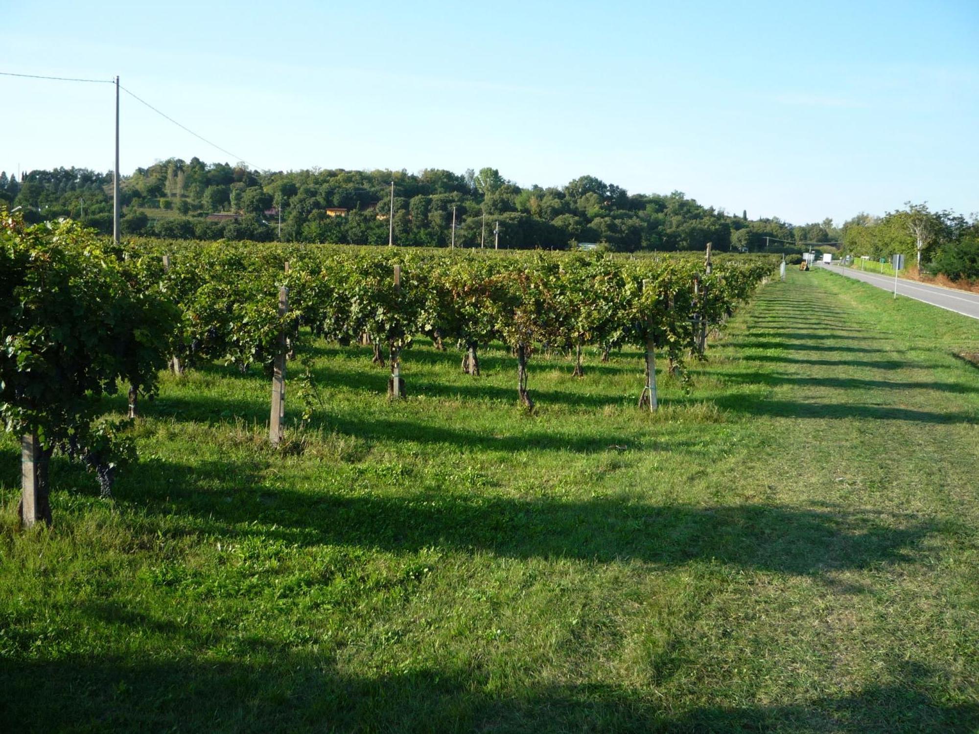 Agriturismo Lupo Bianco Monzambano Εξωτερικό φωτογραφία